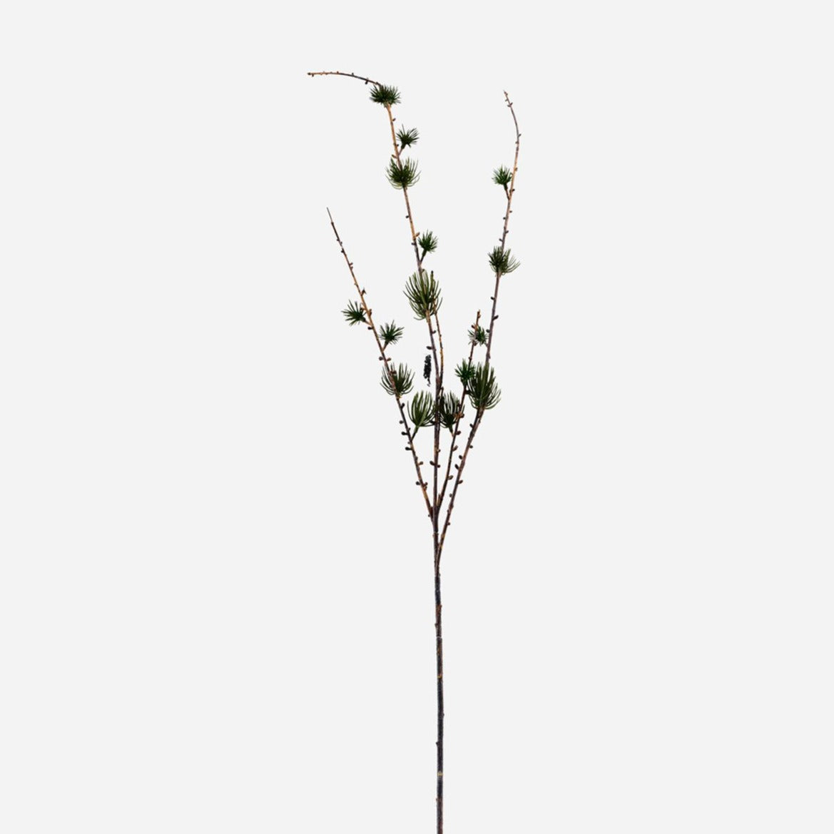 LARCH BRANCH