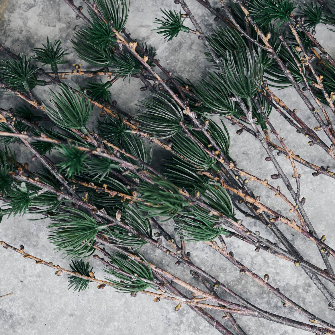 LARCH BRANCH